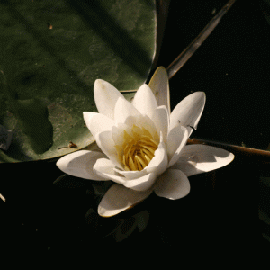 Torbiere_del_Sebino_-_Nymphaea_alba_-_20070905.gif